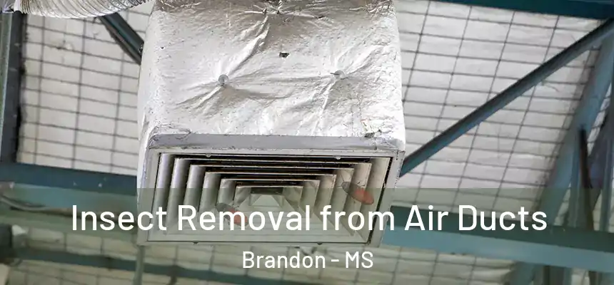  Insect Removal from Air Ducts Brandon - MS