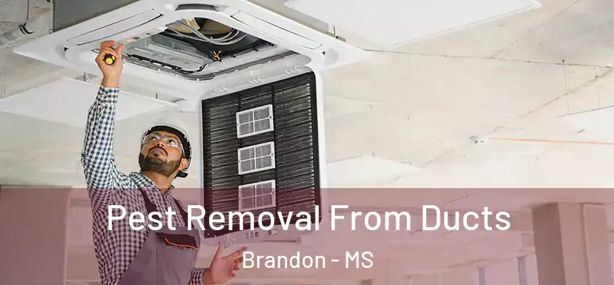 Pest Removal From Ducts Brandon - MS